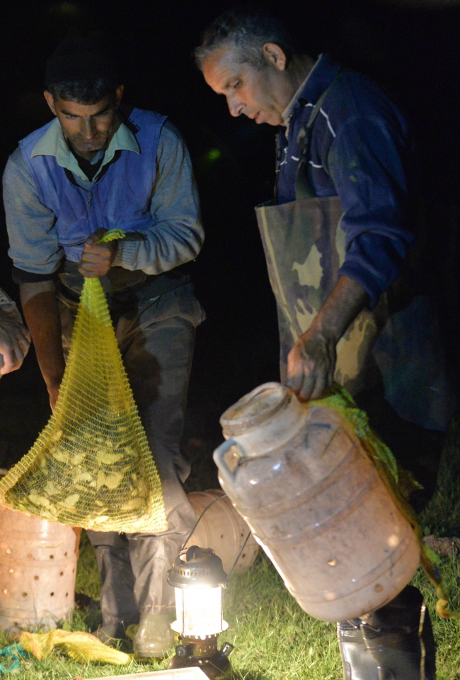 Kayseri'de 5 ayda 26 bin 300 kilo kurbağa yakalandı